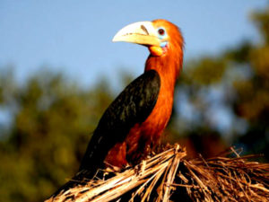 30-1377860119-rufous-neckedhornbill