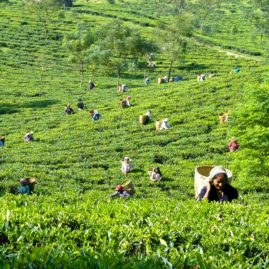 RANGAROON TEA GARDEN