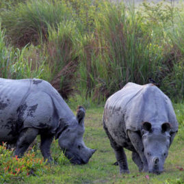 JALDAPARA WILDLIFE SANCTUARY