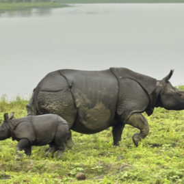 ONE HORN RHINO (Kaziranga 2N – Guwahati 1N)