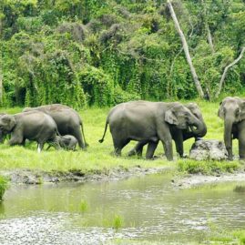 MAHANANDA WILDLIFE SANCTUARY