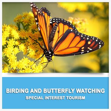 Birding and Butterfly Watching